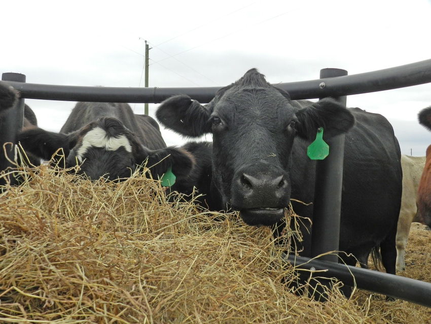 Forage budgeting with non-traditional sources of hay