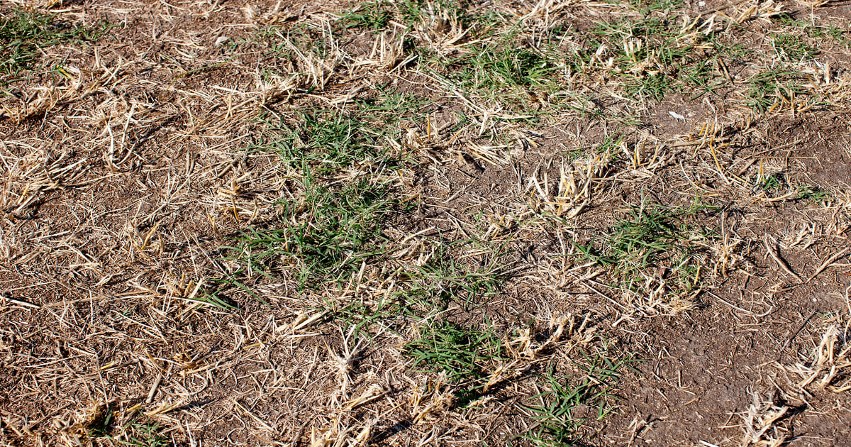 Timing bermudagrass turnout for maximum summer production