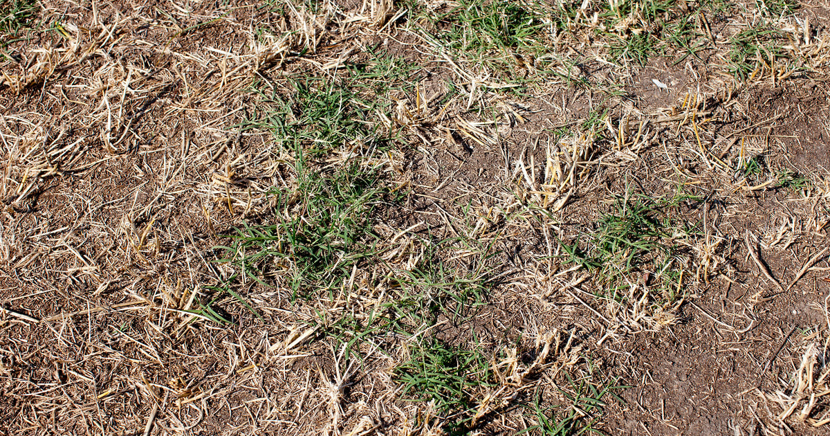 Timing bermudagrass turnout for maximum summer production
