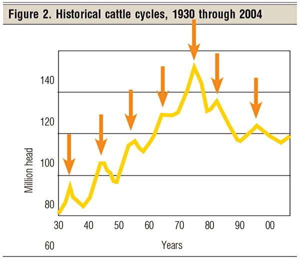 historical cattle cycle