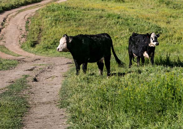State of the Industry | June 2020 | BEEF State of the Industry | June 2020 | BEEF