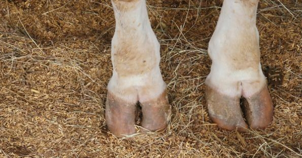 How To Prevent Foot Rot In Cattle | Hoof Rot, Digital Dermitis