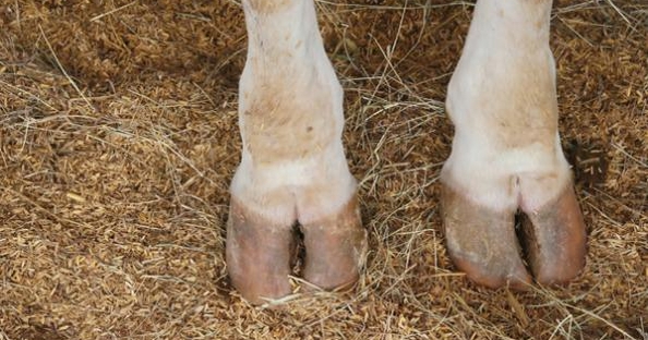The Ultimate Guide To Treating Foot Rot In Cattle - Tips For Improving Cattle Health 1 How To Prevent Foot Rot In Cattle | Hoof Rot, Digital Dermitis