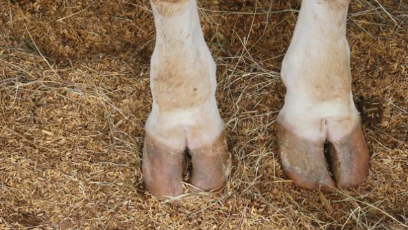 How To Prevent Foot Rot In Cattle How To Prevent Foot Rot In Cattle