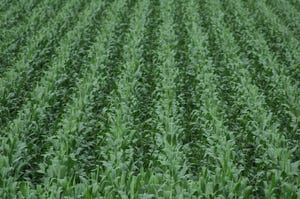 Nation's Grazing, Corn Conditions Down; Soybeans Up Slightly