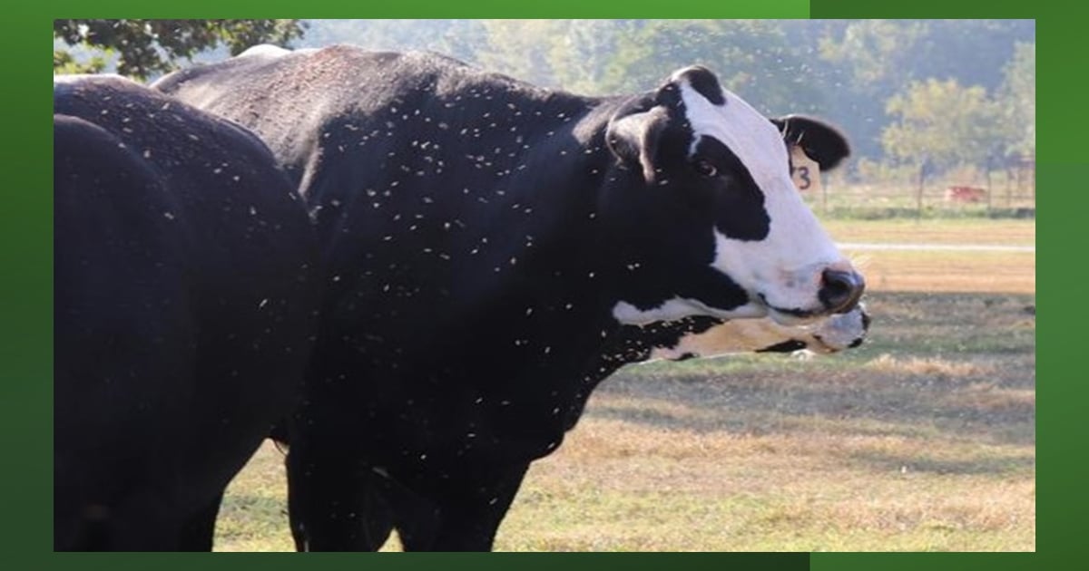 Timely intervention critical to control flies and ticks in cattle