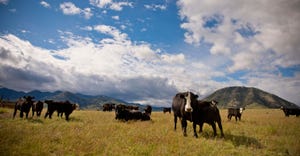 Purina Cattle (1540x800).png