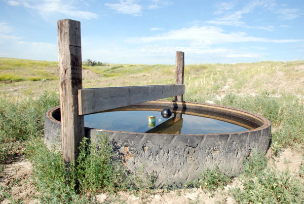 What’s the most important summer nutrient for cattle? Water