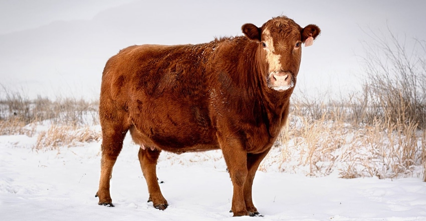 A red cow stands on snow-covered winter pasture.