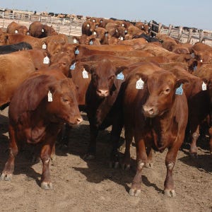 Feeder Prices Up; Buyers More Particular On Calves