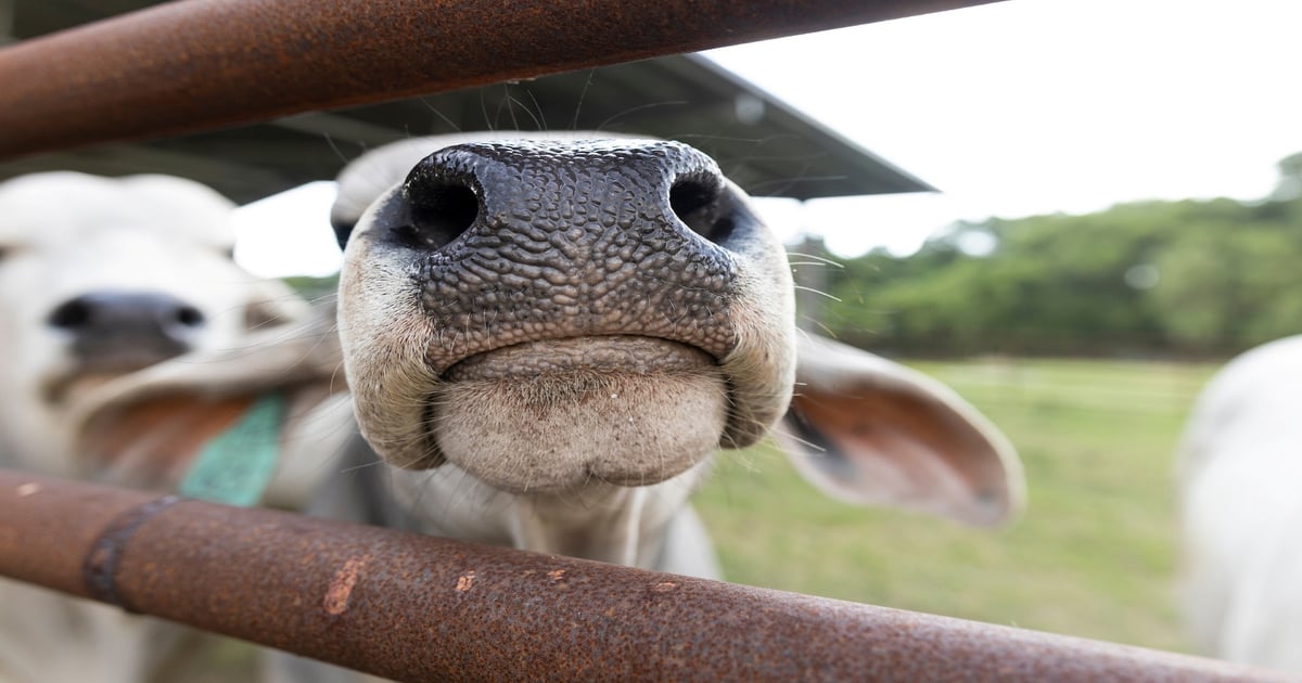 Feeding cows seaweed reduces methane emissions, but does it make ...