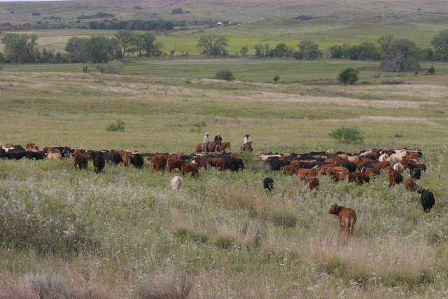 Pasture lease rates continue higher