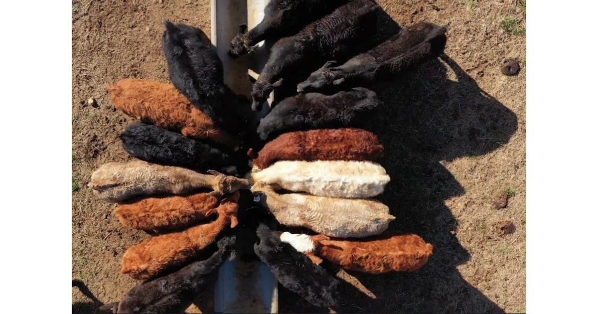 Cattle markets react to proposed tariff changes