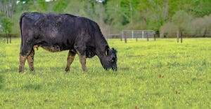 Reduce grass tetany by balancing minerals, managing cattle grazing