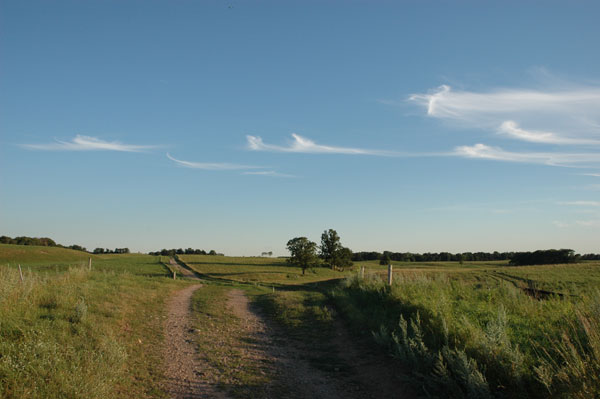 Assessing Frost Damage In Alfalfa