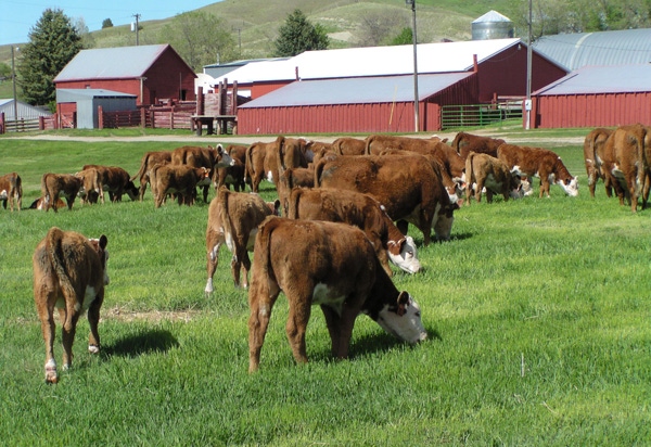 Rural Economy Strengthens; U.S. Competitiveness Sags Rural Economy Strengthens; U.S. Competitiveness Sags