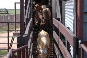 Bountiful grain supports calf prices