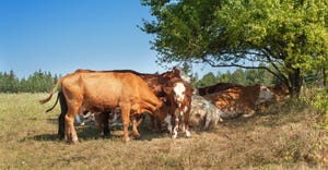 cows grazing in pasture near tree