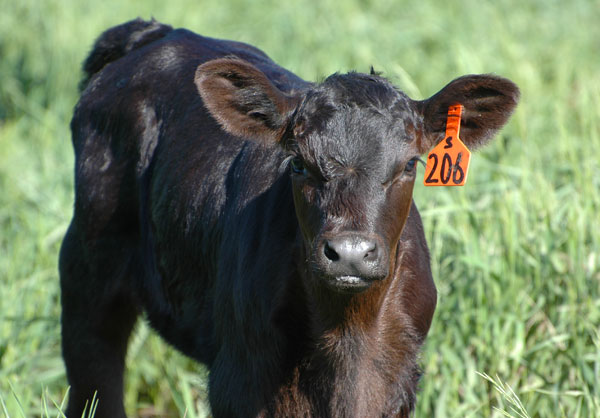 Beef Prices Soften—Grass Calf Prices Keep Roaring