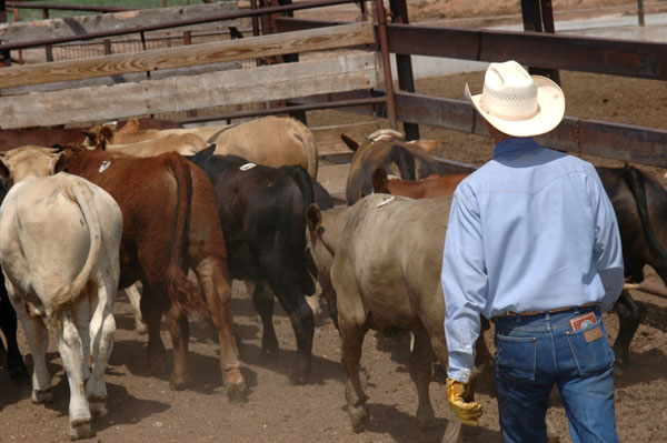 Implant High-Risk Calves On Arrival