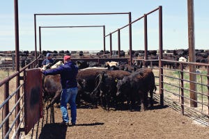 Calf prices gain