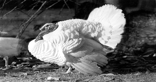 CME Group Pays Homage To Turkey