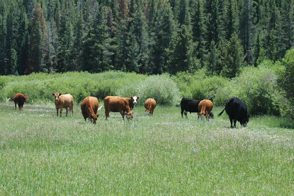 Beef Industry Is Focused On Fighting Off Regulatory Onslaught