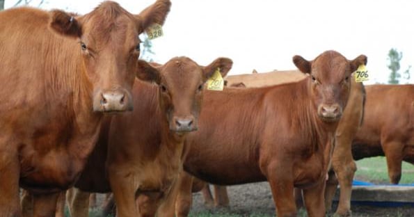 Planning for a successful cattle breeding season