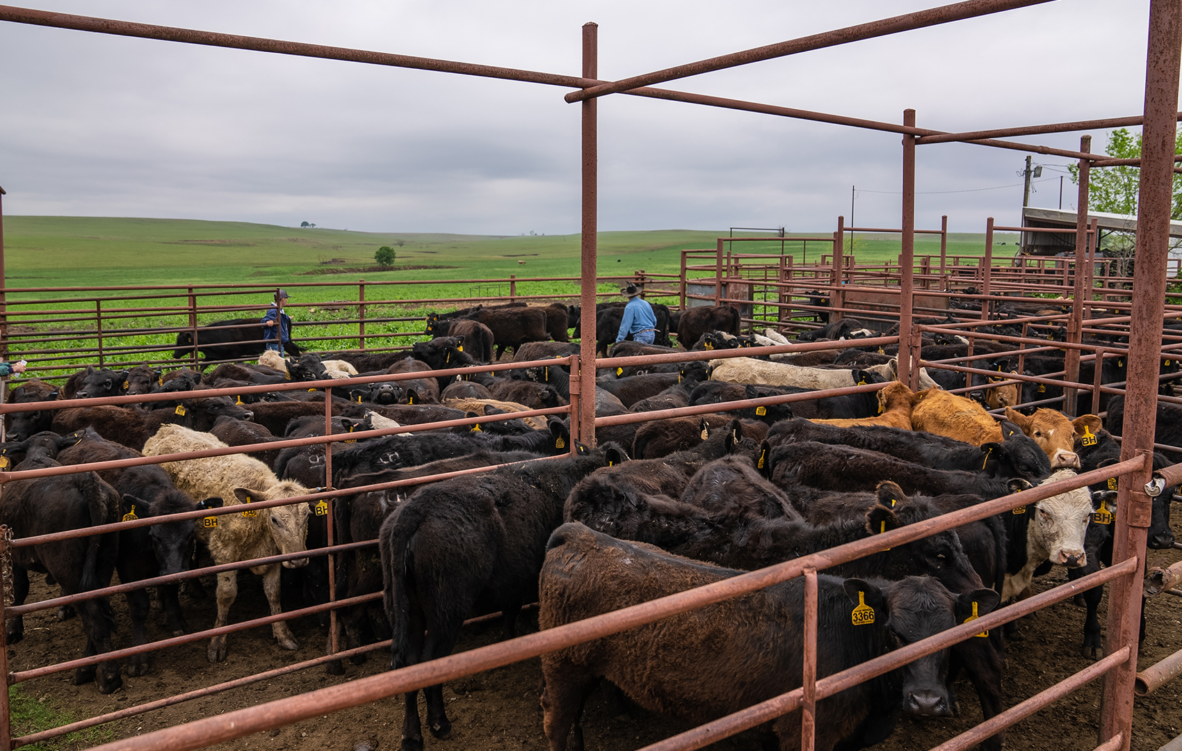Receiving high-risk cattle