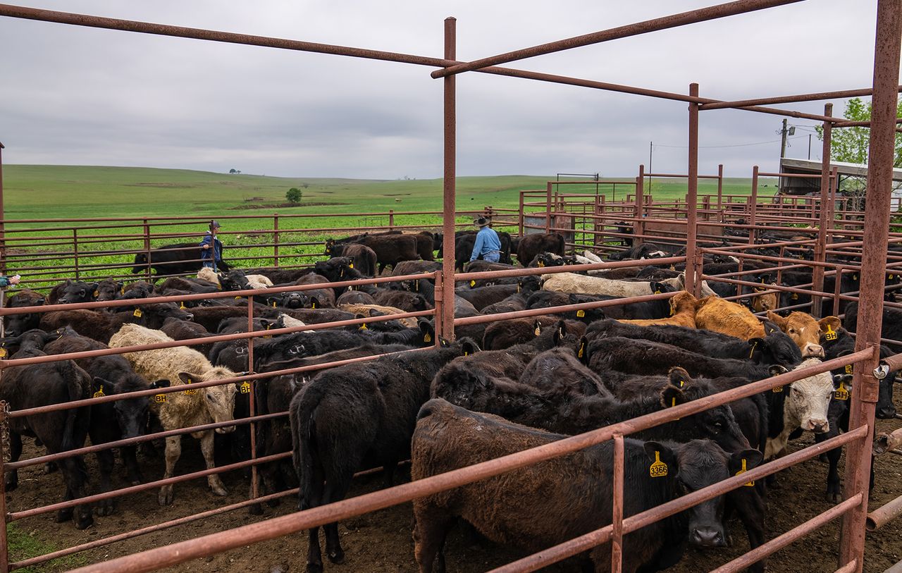 High Risk Market Cattle Receiving high-risk cattle