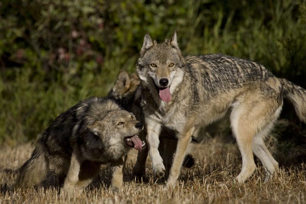 wolf control and predatation