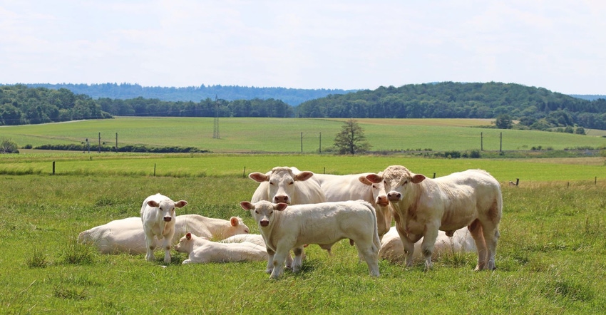 10-11-22 charolais cattle GettyImages-1156722586.jpg