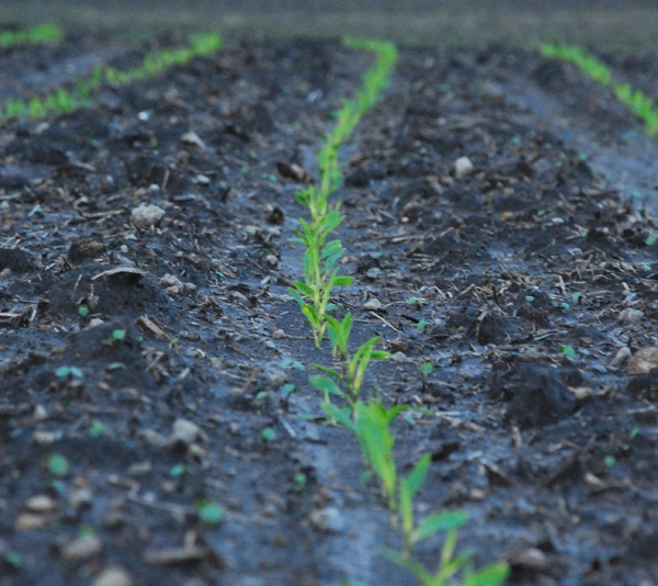 Planting 2015: Corn planting moves along, now let it rain!