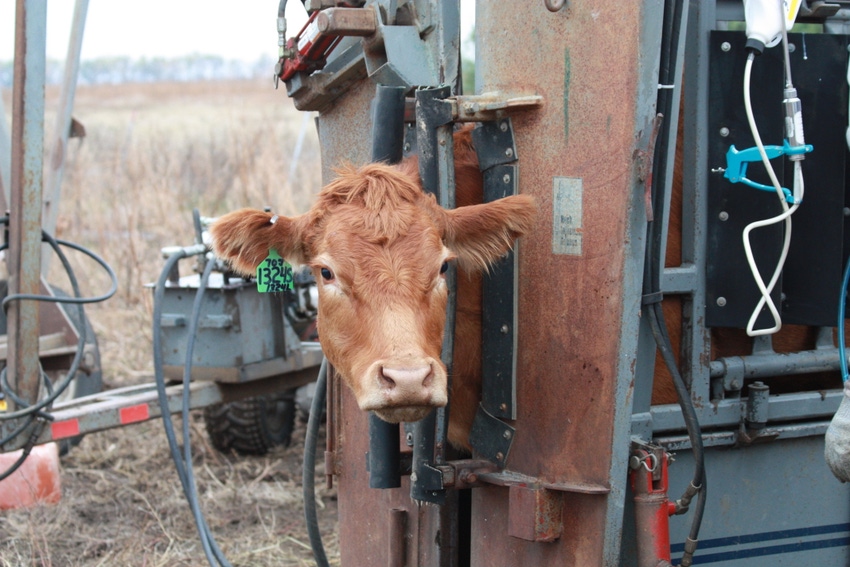 Cull heifers early; PLUS: The true costs of an open cow