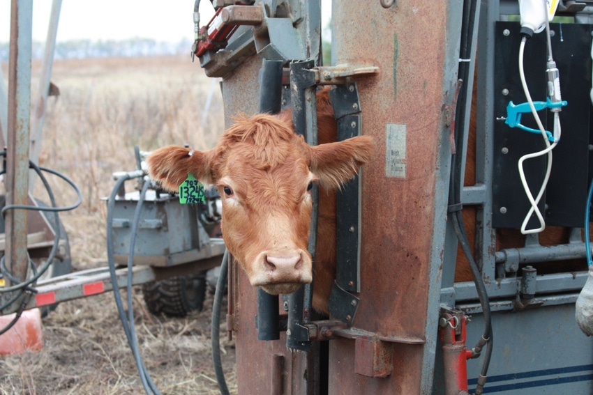 Cull heifers early; PLUS: The true costs of an open cow Cull heifers early; PLUS: The true costs of an open cow