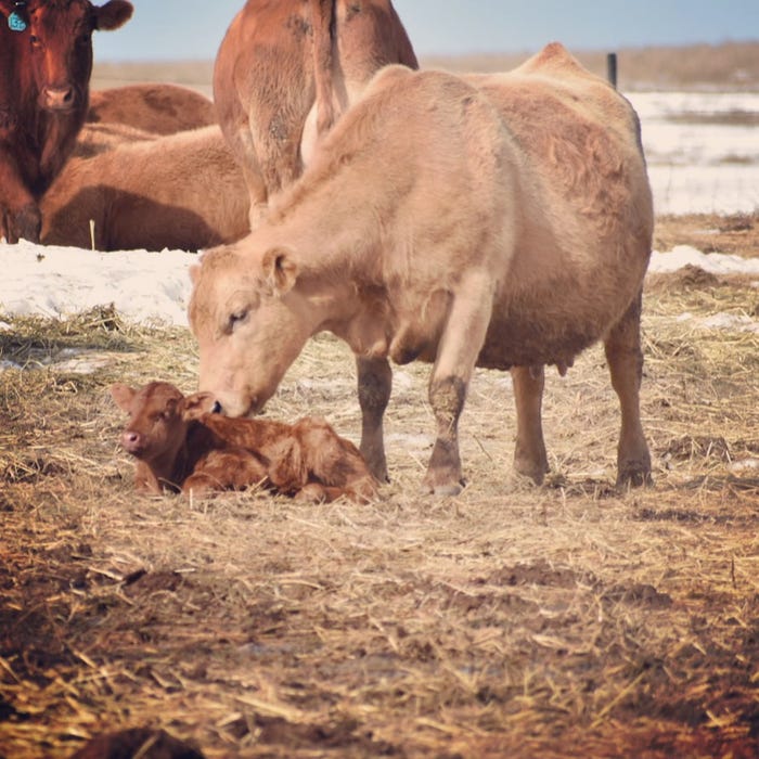 PC19-a-mothers-love-by-amanda-goos.jpeg PC19-a-mothers-love-by-amanda-goos.jpeg