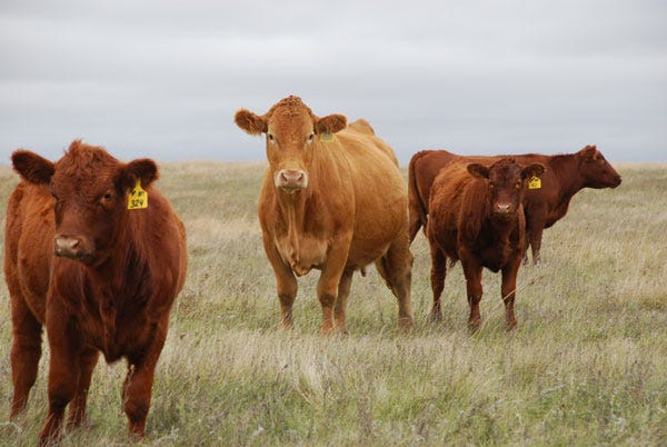 6 Trending Headlines: Walmart stumps for sustainability; PLUS: If you like wildlife, you gotta love cows