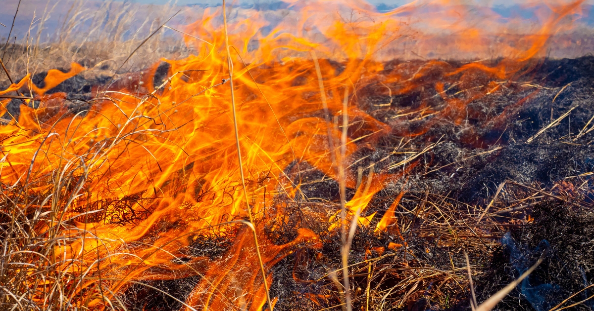 Emergency cattle nutrition strategies after a wildfire
