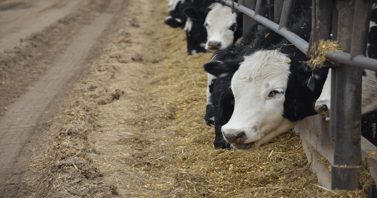 Finishing Beef Calves On-Farm