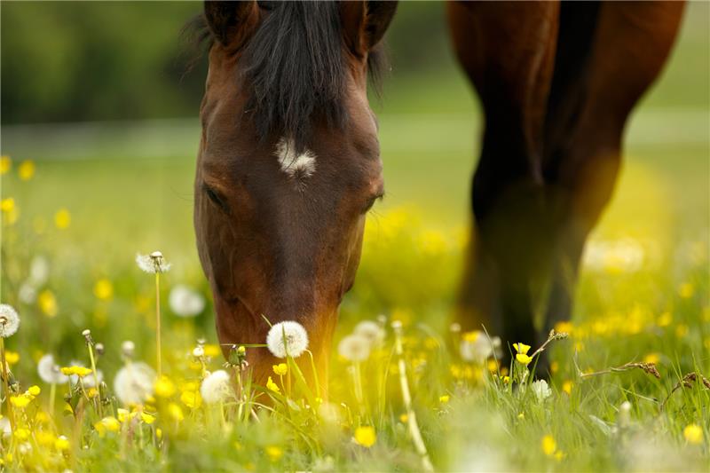 Allergies can even be identified in horses