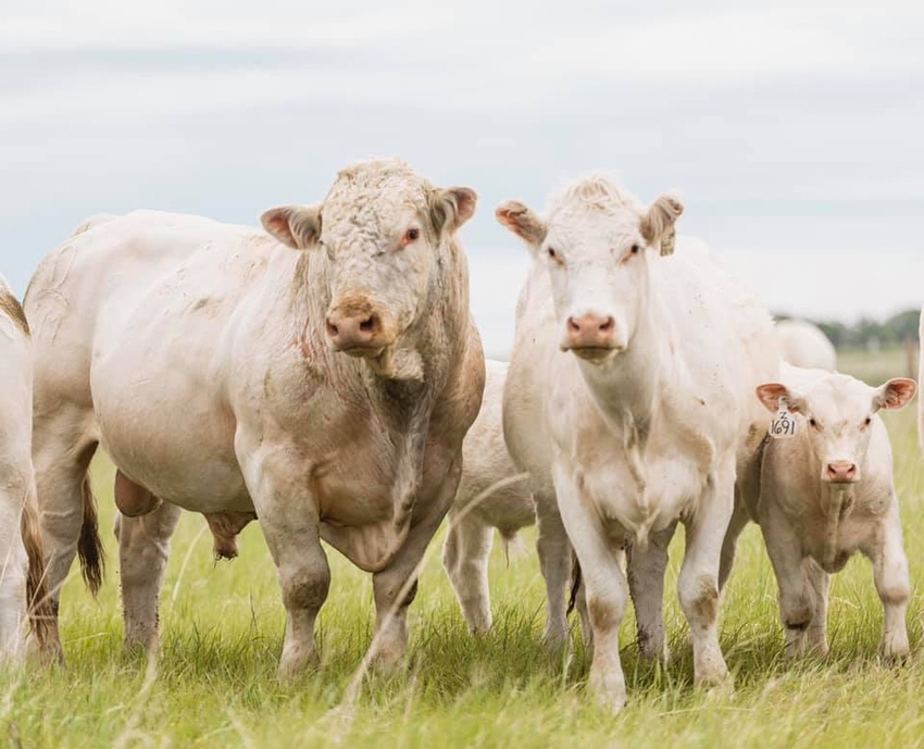 Charolais family .jpg Charolais family .jpg