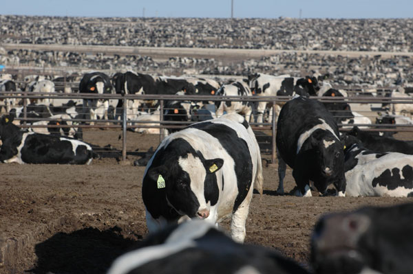 Dairy cattle in feedlot
