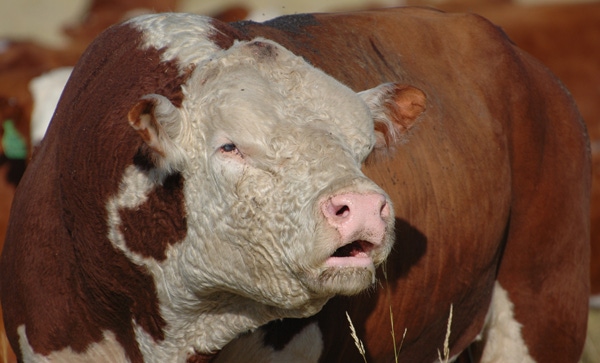 Common Insecticide May Affect Bull Fertility