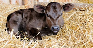 Black calf lying on bed of straw