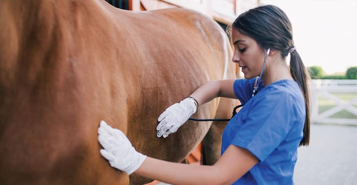 FDA issues warning letters after contaminated product harms horses