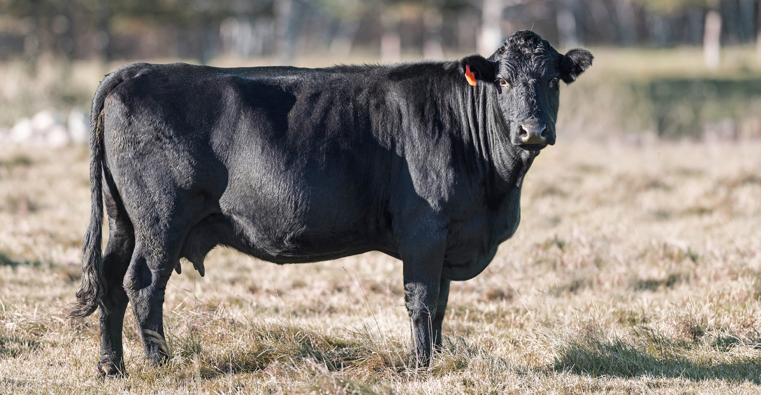 Feeding postpartum cows successfully - All About Feed