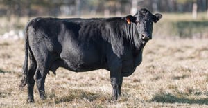 CLX-0219-Bred-Cow-Nutrition-1540x800.jpg