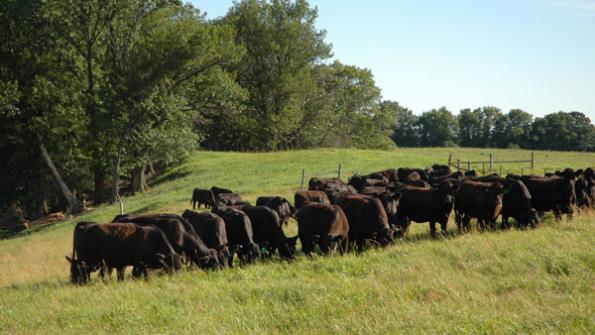Expansion Remains Cautious Expansion Remains Cautious