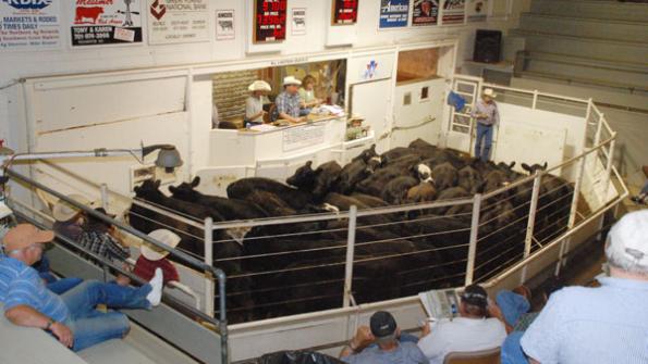 Wholesale Beef Demand Lifts Auction Prices