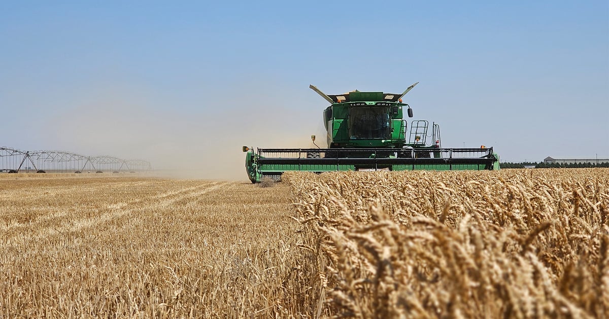 K‑State study: Post-wheat cover crops offer grazing potential